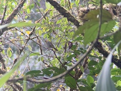 Chlorospingus flavigularis