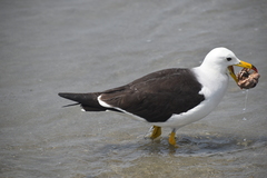 Larus belcheri