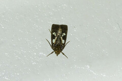 Calymniodes