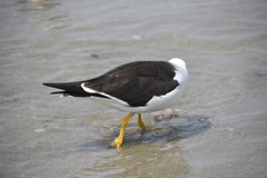 Larus belcheri