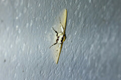 Polygrammodes runicalis