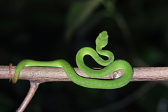 Trimeresurus macrops
