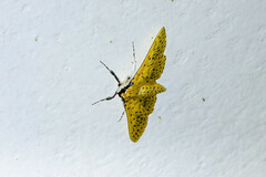 Polygrammodes runicalis