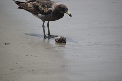 Larus belcheri