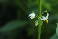 Solanum pilcomayense