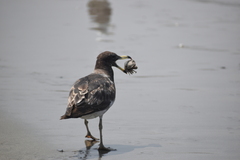 Larus belcheri