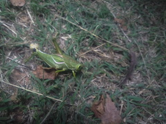 Staleochlora viridicata