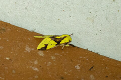 Symphlebia