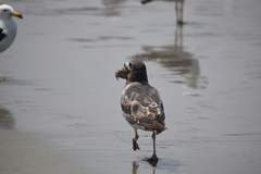 Larus belcheri
