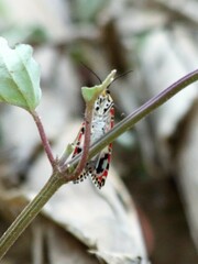 Utetheisa pulchella