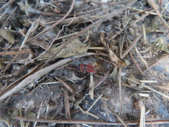 Pyrrhocoridae