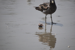 Larus belcheri