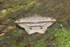 Chiasmia rectistriaria