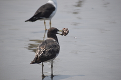Larus belcheri