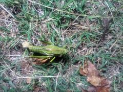 Staleochlora viridicata