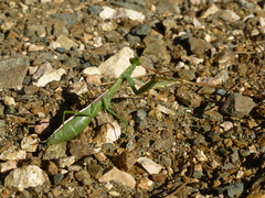 Coptopteryx argentina