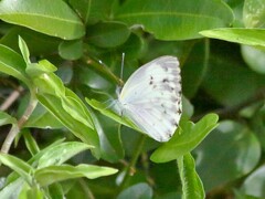 Dixeia charina