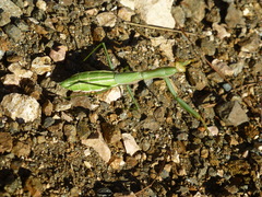 Coptopteryx argentina