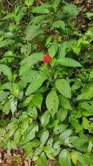 Pachystachys coccinea