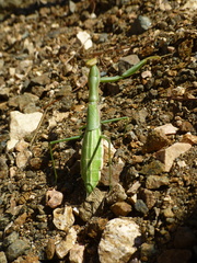 Coptopteryx argentina
