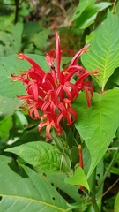 Pachystachys coccinea