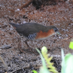 Laterallus melanophaius