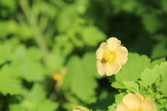 Modiolastrum malvifolium