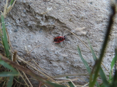 Pyrrhocoris apterus
