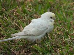 Melopsittacus undulatus domesticus