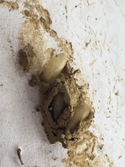 Sceliphron caementarium
