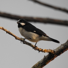Sporophila lineola