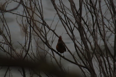 Cardinalis cardinalis igneus