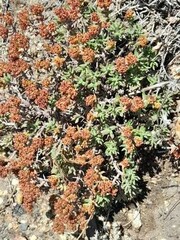 Crassula pruinosa