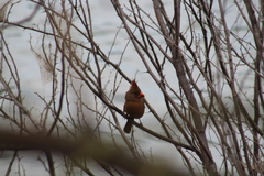 Cardinalis cardinalis igneus