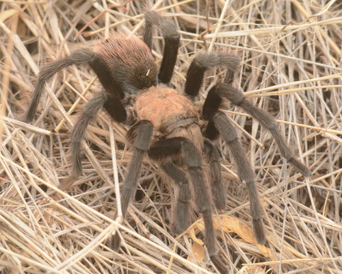 Desert Blonde Tarantula