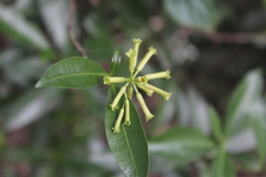 Peddiea africana