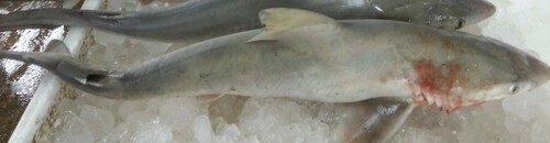 Whitecheek shark (Carcharhinus dussumieri) — Carcharhinidae
