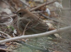 Luscinia megarhynchos