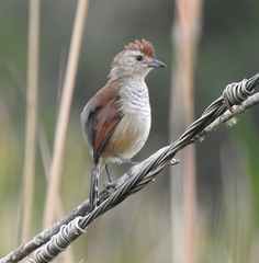 Thamnophilus ruficapillus