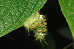 Prohylesia