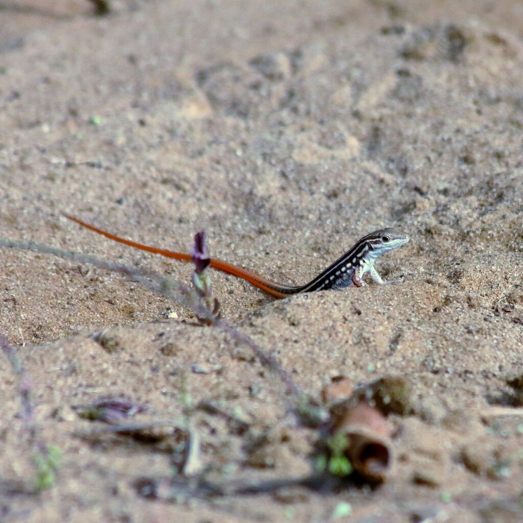 Speke's Sand Lizard