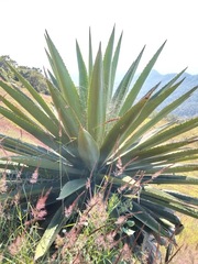 Furcraea guatemalensis