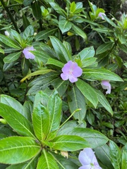 Impatiens sodenii