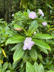 Impatiens sodenii