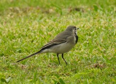 Motacilla alba
