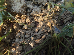 Araneae