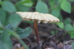 Marasmius mbalmayoensis