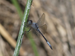 Zygonyx natalensis