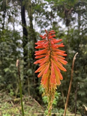 Kniphofia