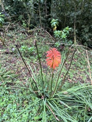 Kniphofia